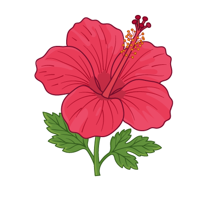 Hibiscus